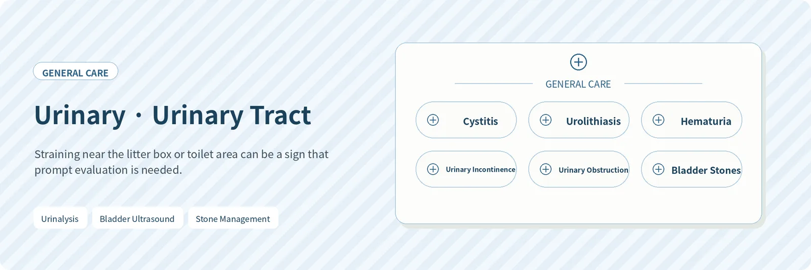 Urinary Tract